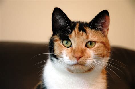 calico cat photos|calico cat pictures free.